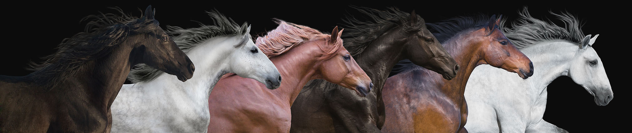 Mystic Meadows Genetics